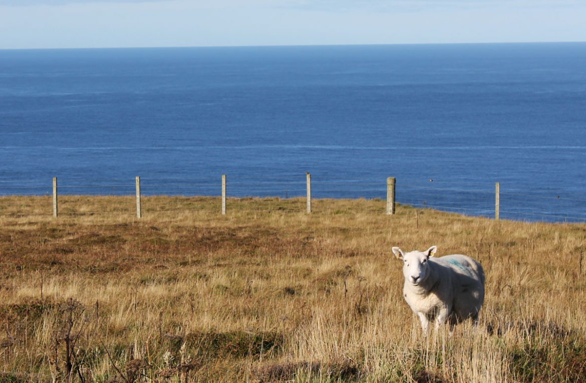Das nördlichste Schaf in ganz Schottland