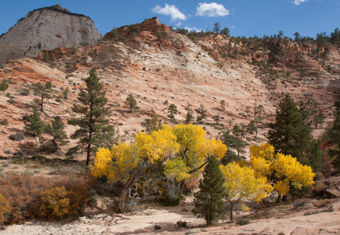 Engel in Sandalen – Angels Landing im Zion Nationalpark