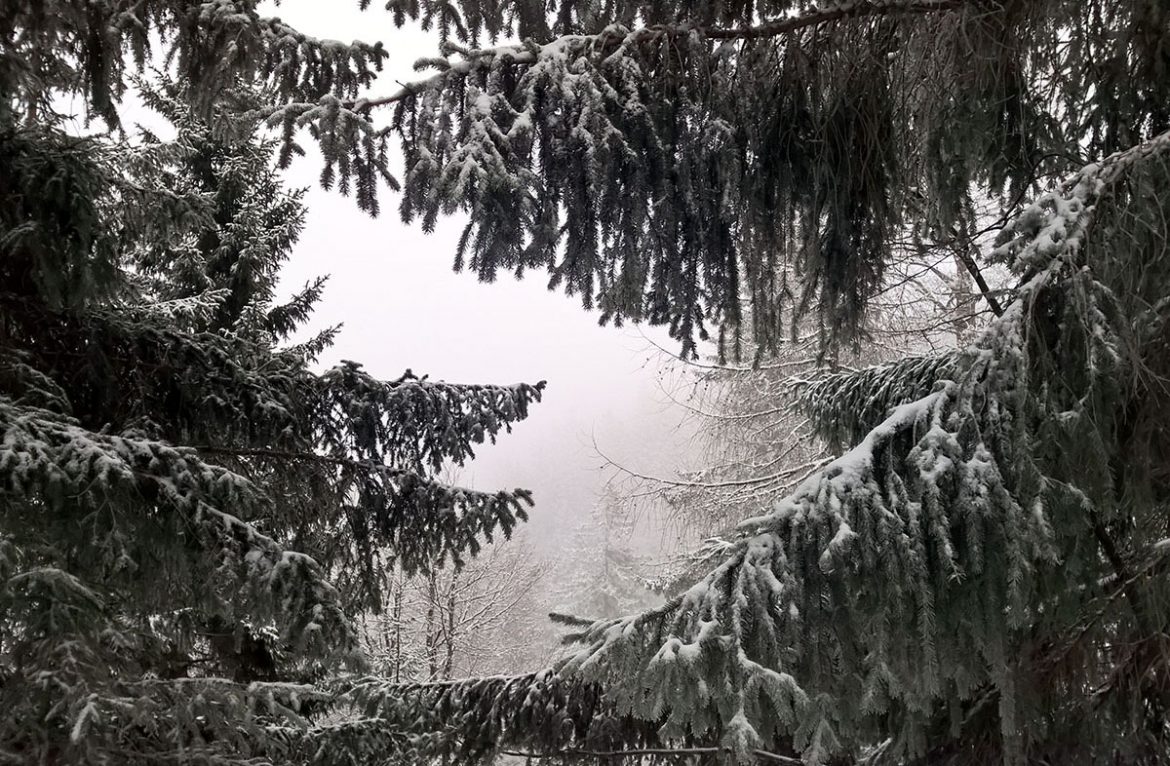 Allerschönste Winterwanderung auf die Baumgartenschneid
