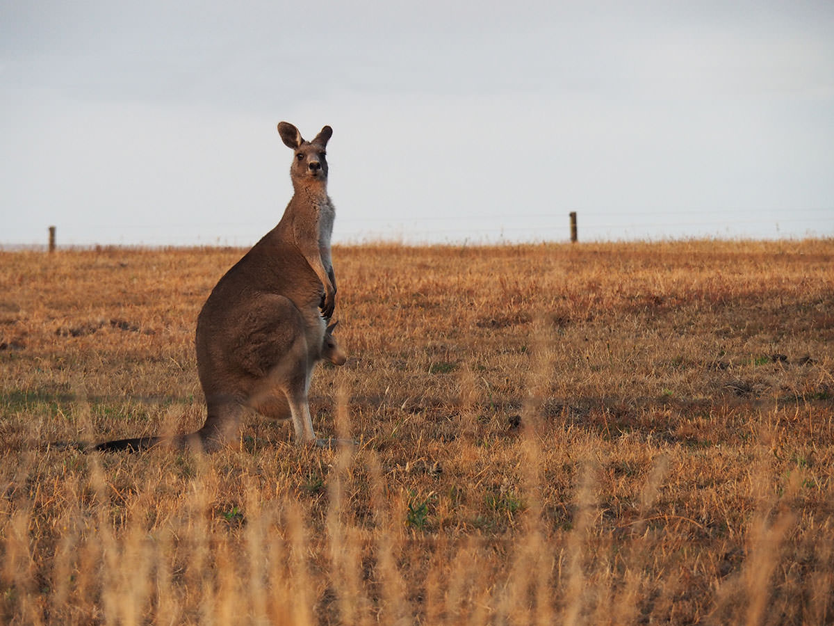 Känguruh mit Nachwuchs an der Great Ocean Road