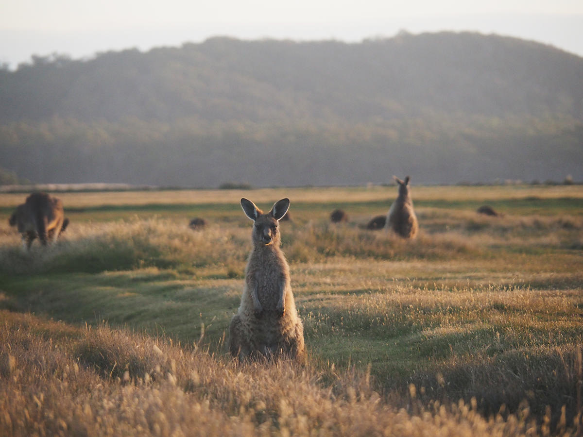 Wallabys im Narawntapu Nationalpark auf Tasmanien