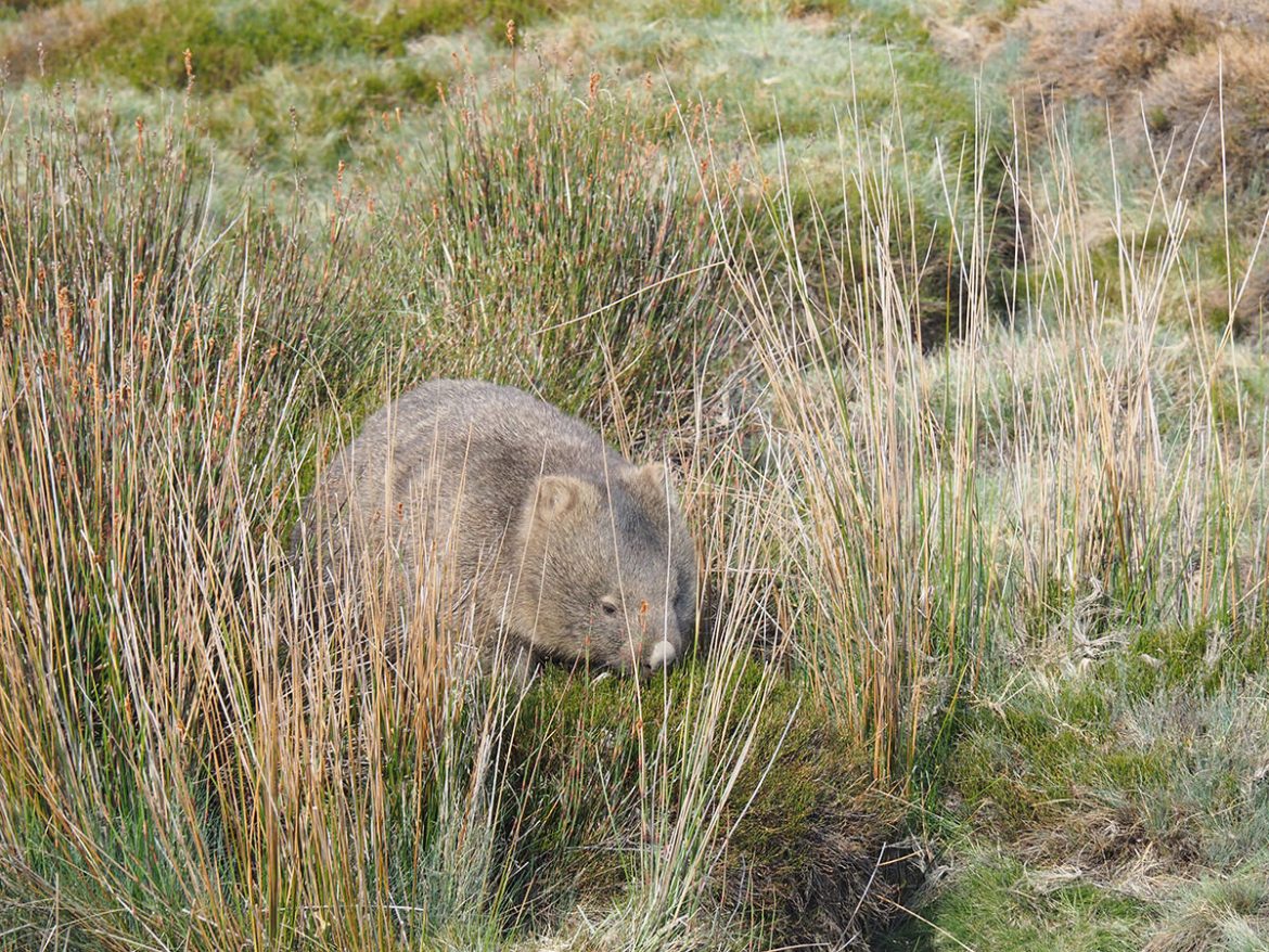 Wombat im Cradle Mountain Nationalpark auf Tasmanien