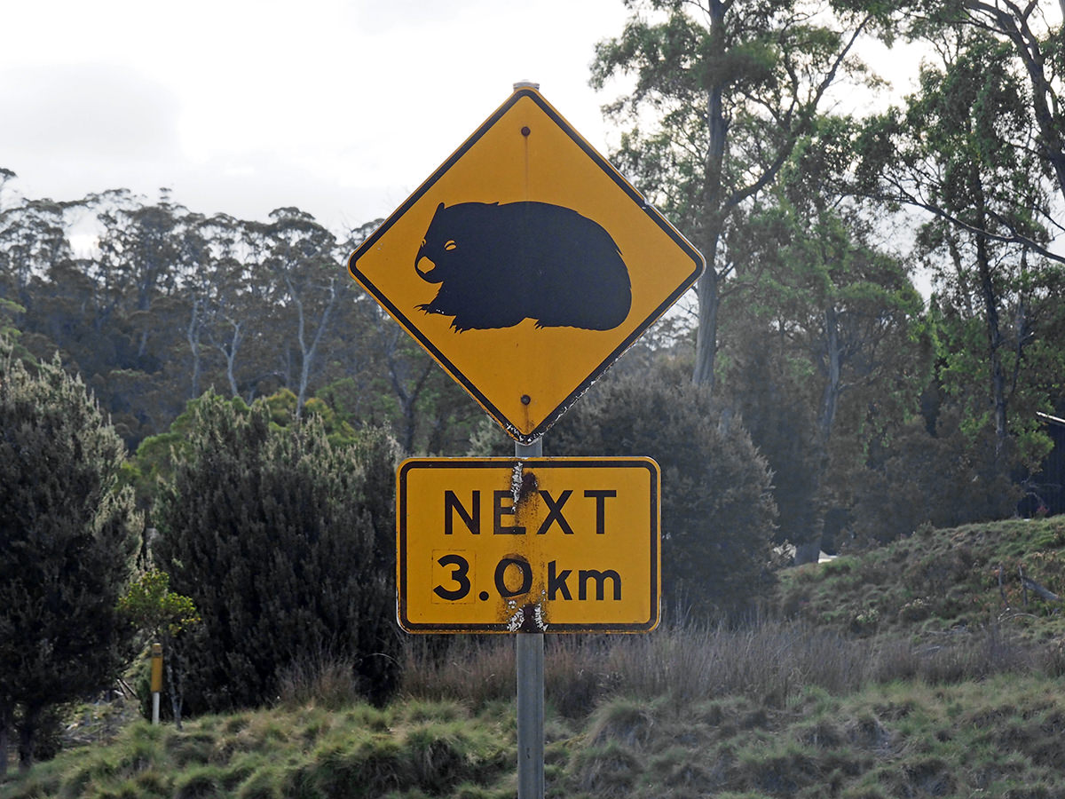 Wombats beobachten auf Tasmanien
