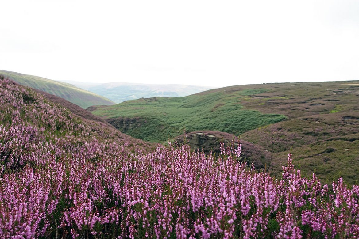 Eine Ode an den Pennine Way Heidekraut auf dem Pennine Way