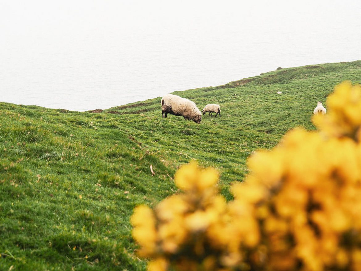 Alles auf Anfang: Meine Rückkehr nach Großbritannien