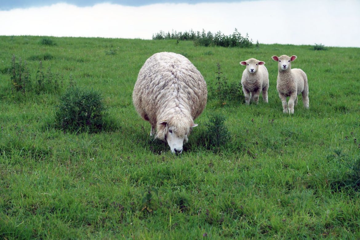 Wandern auf dem South Downs Way