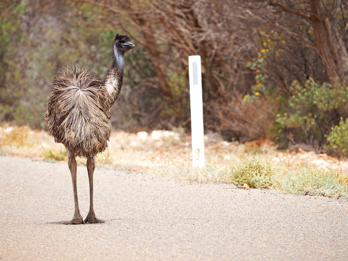 emu westaustralien