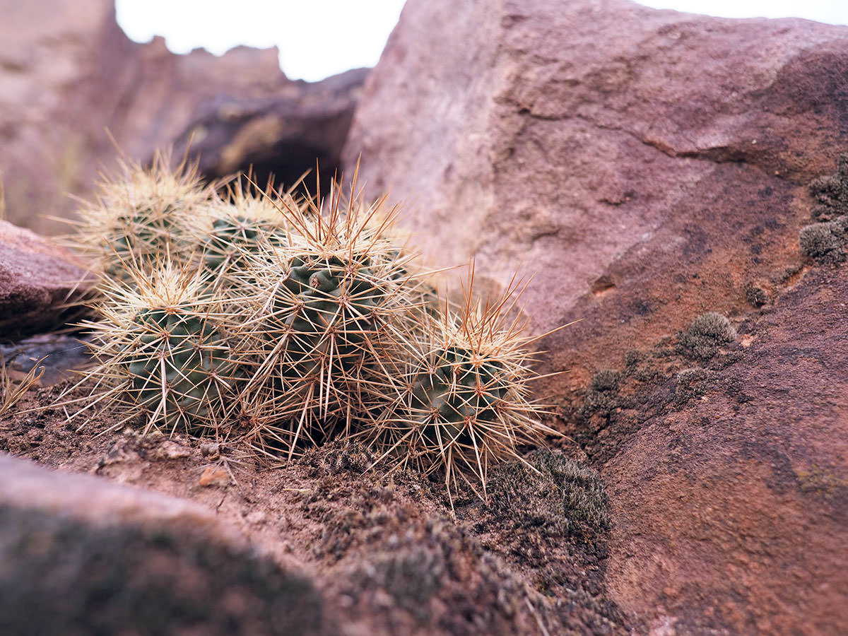 kaktus im grand canyon