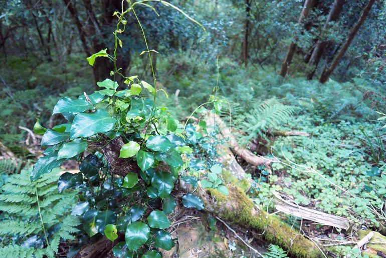 amatola trail urwald
