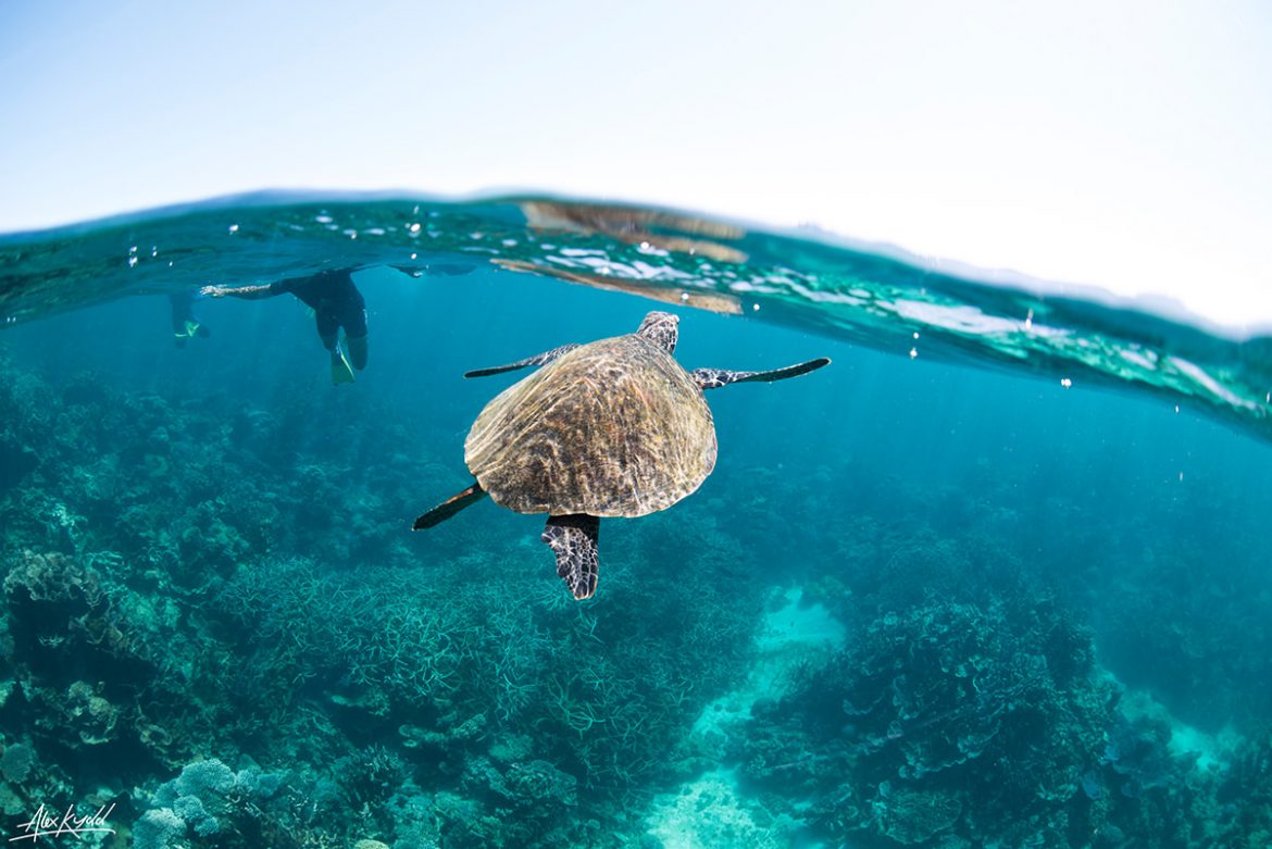 Schnorcheltour in Coral Bay am Ningaloo Reef