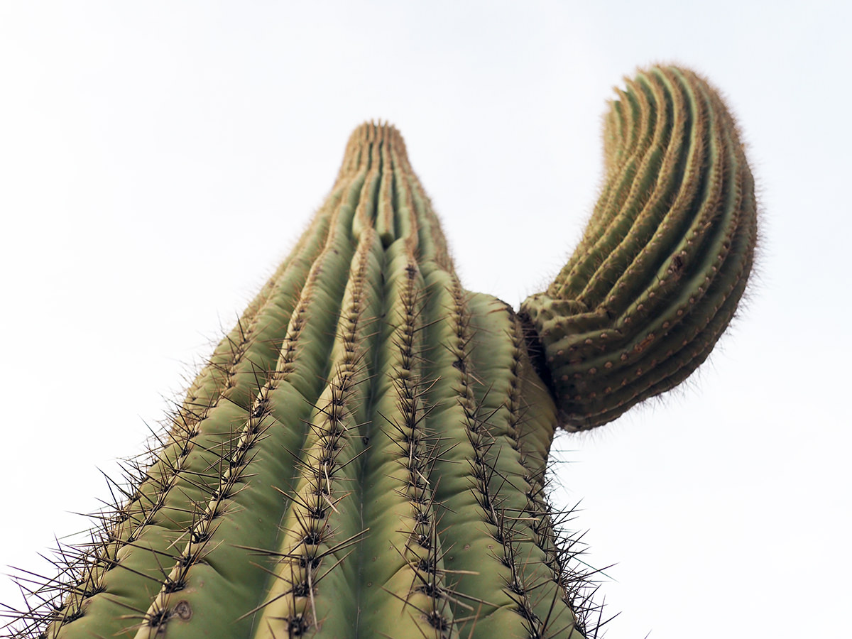 TK Pflanzen Akazie Palme Kakteen Kaktus Western Wüste Römer Ägypter Safari Zoo 