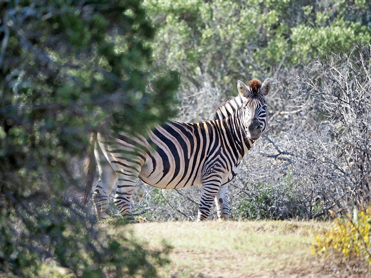 safari in suedafrika im sibuya game reserve