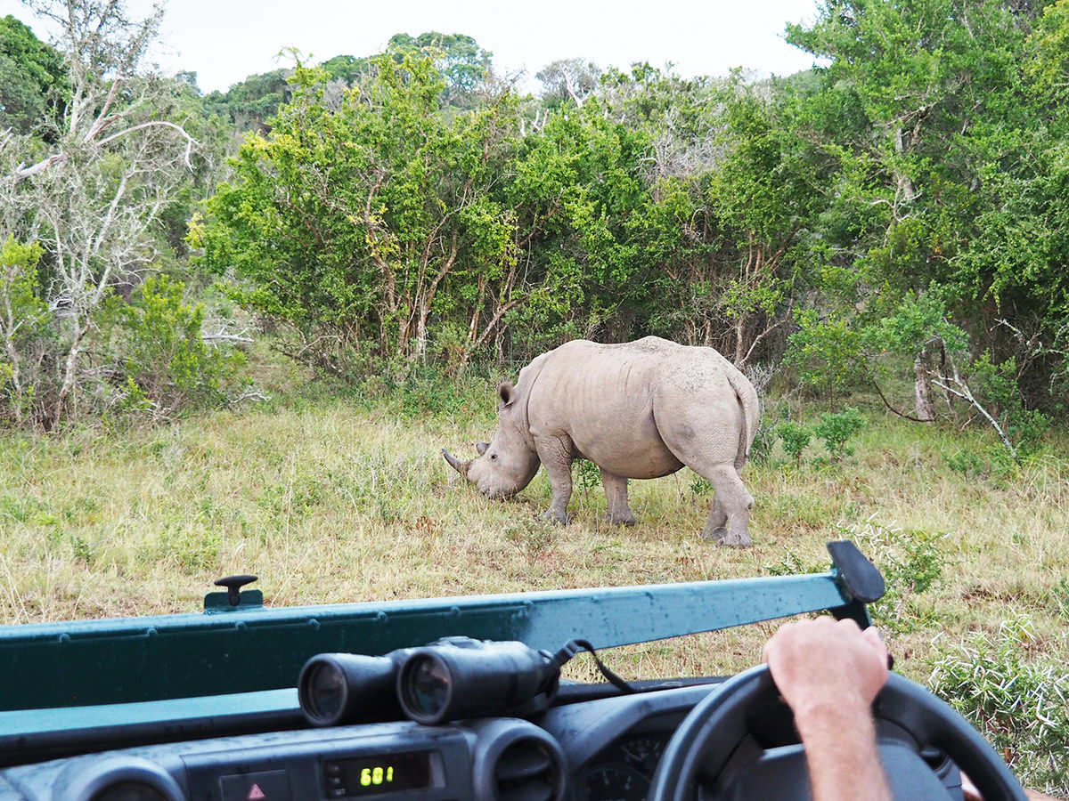 safari in suedafrika im sibuya game reserve