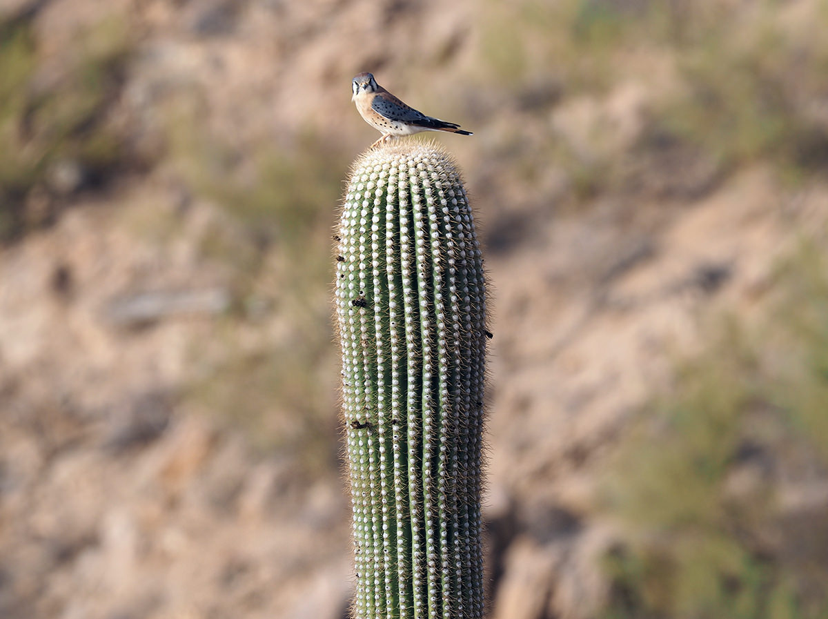 vogel auf saguaro kaktus in arizona