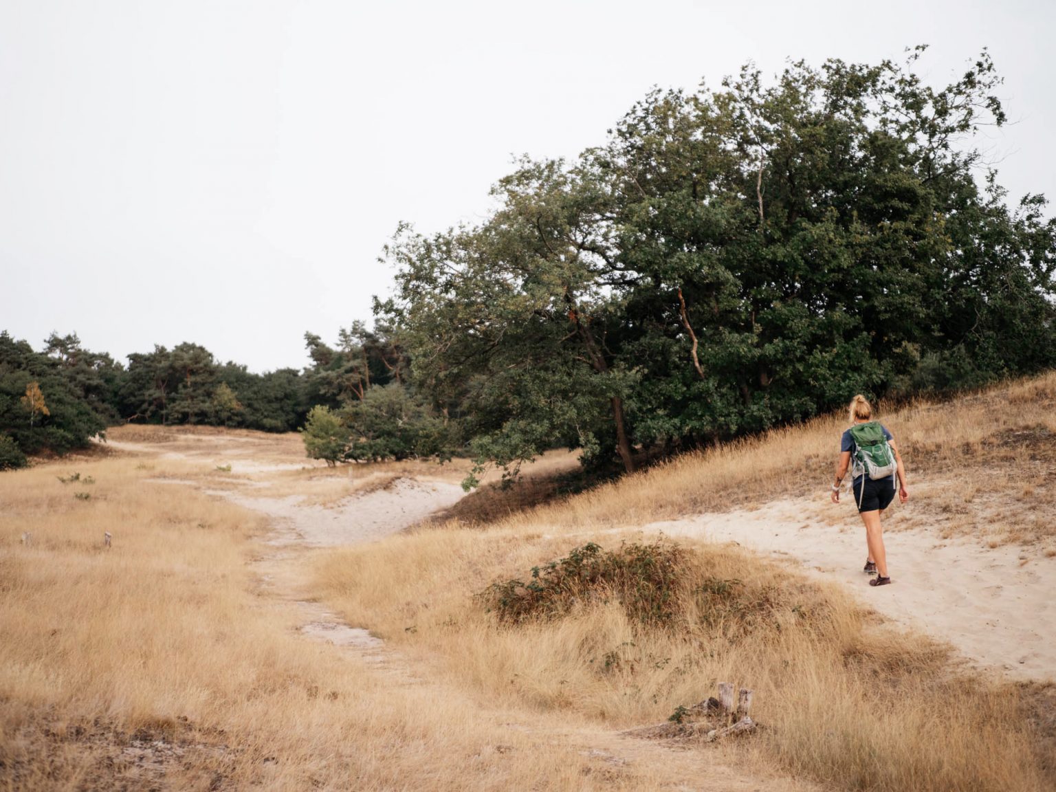 Die schönsten Naturgebiete in Brabant (mit Wandertipps)
